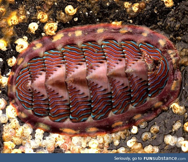 Meet the chiton, a very metal mollusk