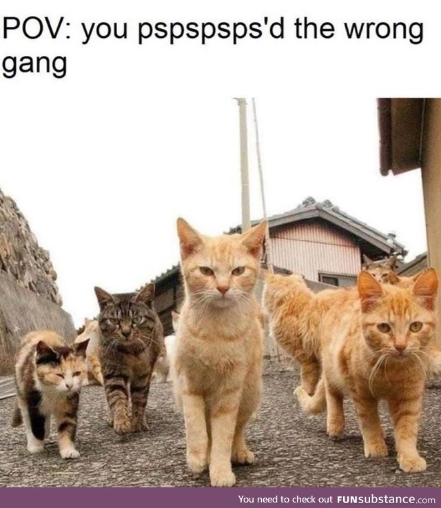 Cat gang