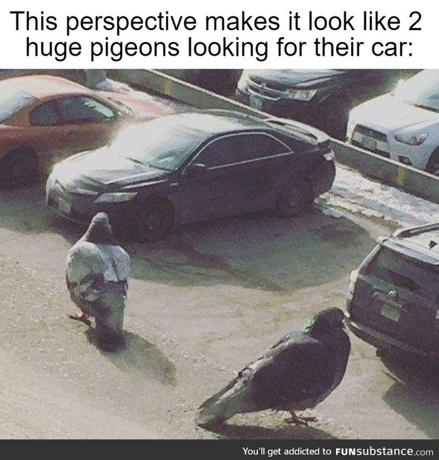 Huge pigeons