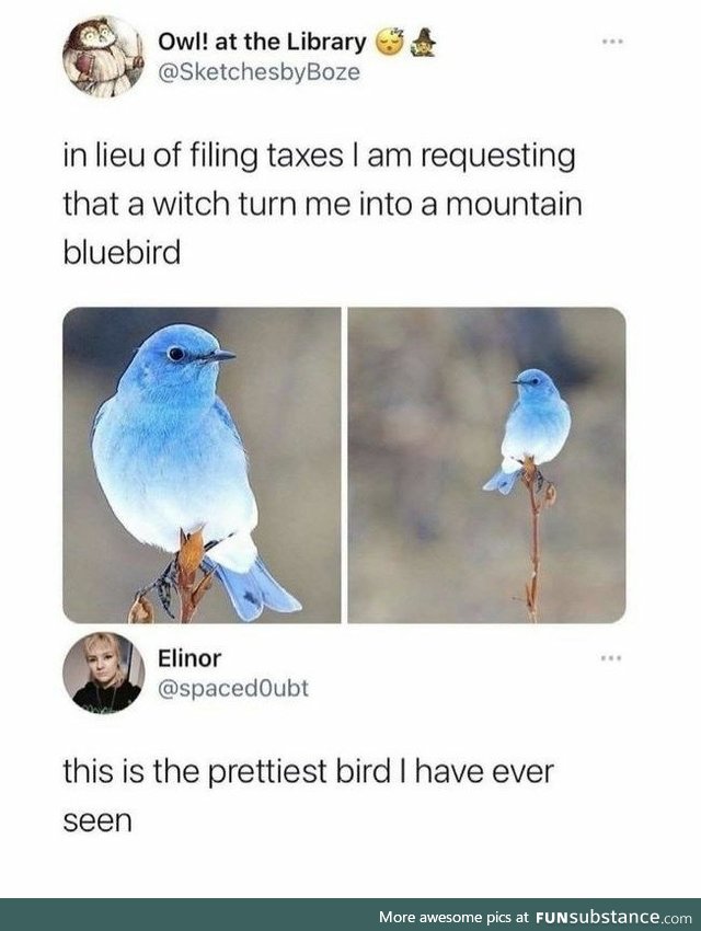 Mountain Bluebird