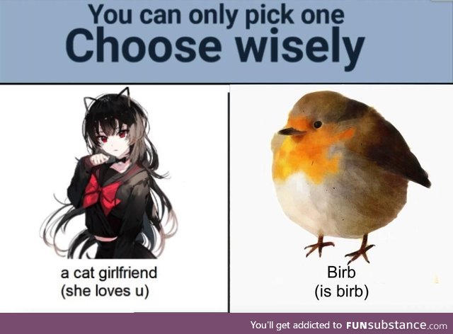 Is birb