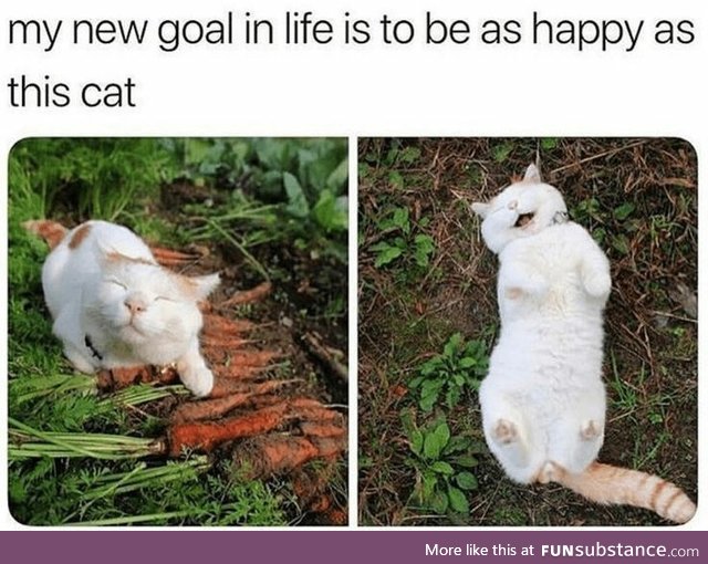 Goal to be as happy as this cat