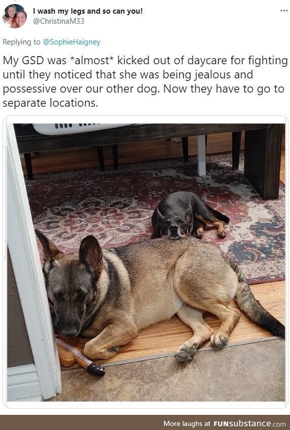 Protective doggo