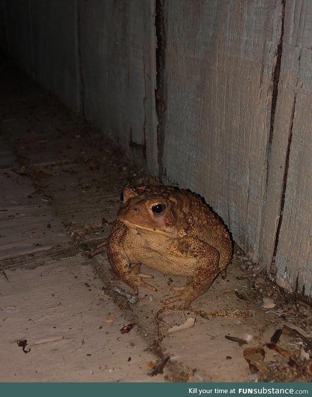 Froggo Fun #541 - He Is the Porch Keeper, Keeper of the Porch