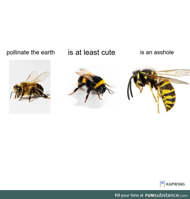 *** wasps