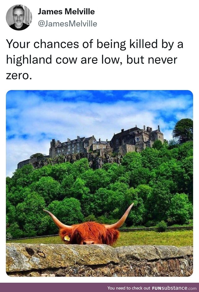 Och aye the coo