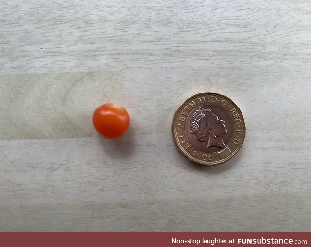 My dad’s decided to grow tomatoes this year, here is the harvest