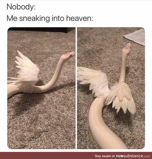 Snekking into heaven