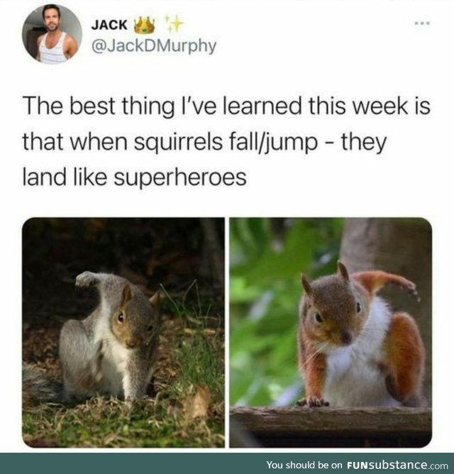 When squirrels land like superheroes