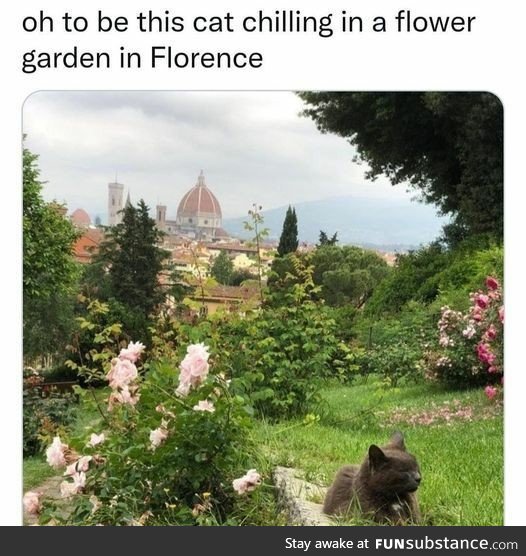 Cat chilling in flower garden in florence