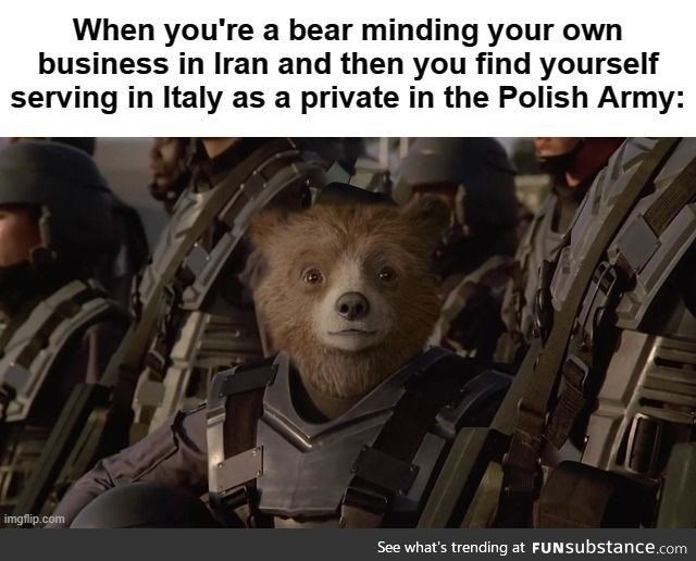 Wojtek is tired of the puns; It's un-bear-able