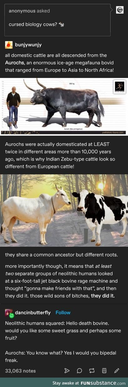 Aurochs