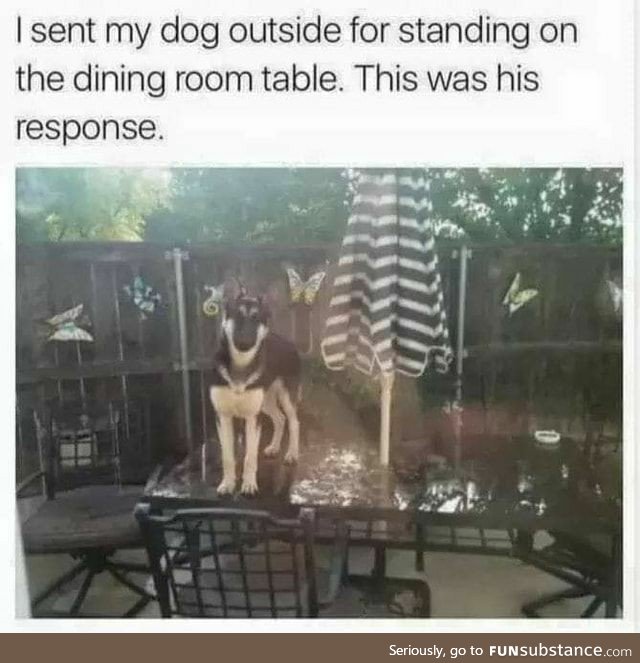 Sent dog outside for standing on the table