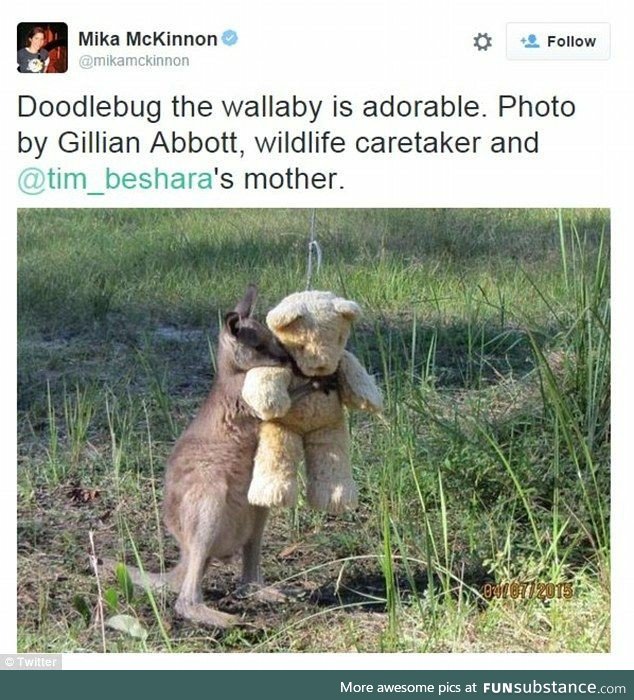 Doodlebug the wallaby