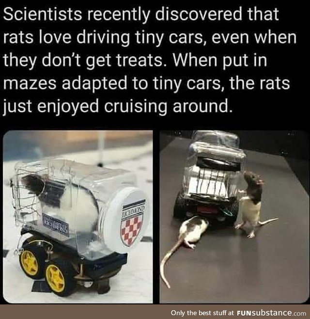 Rats enjoy driving tiny cars