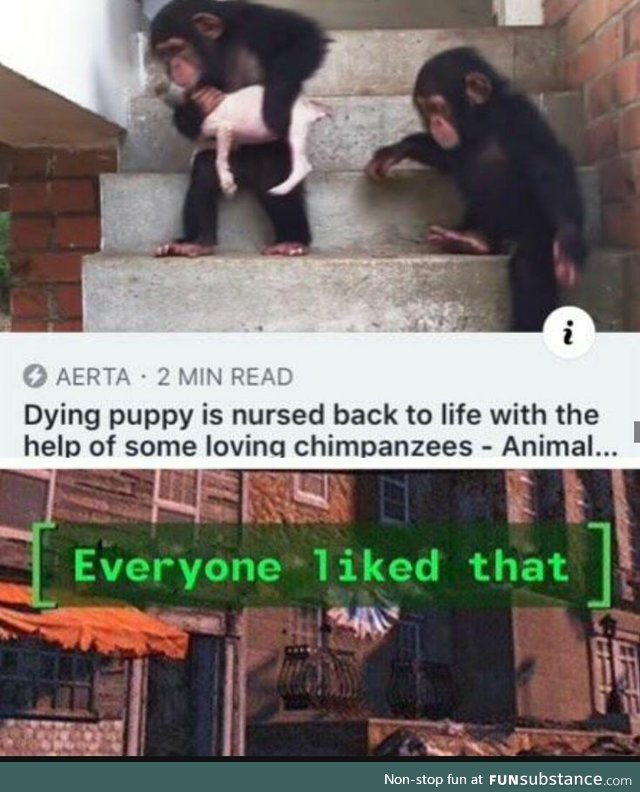 Dying puppy nursed to health by chimpanzees