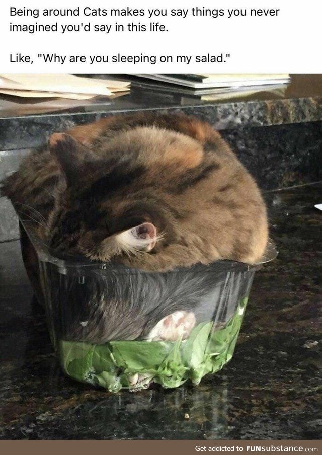 Why are you sleeping on my salad