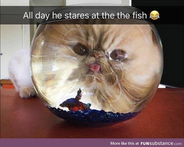 He stares at fish. And all day and all night, and everything he sees is just food