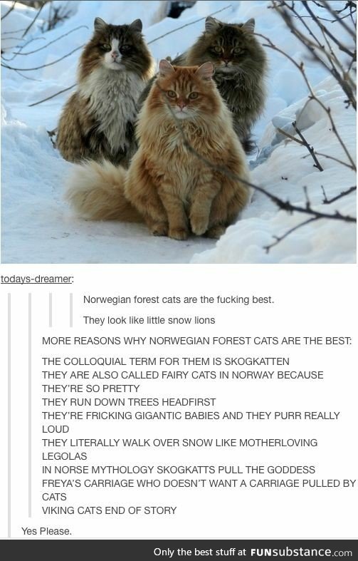 Norwegian Forest Cats