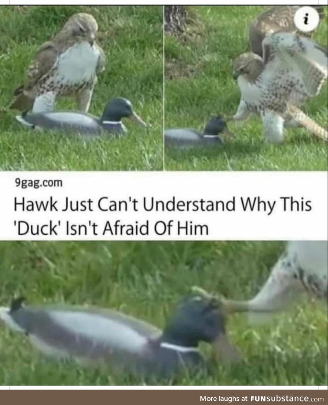 Hawk doesn't understand why duck isn't afraid [or edible]