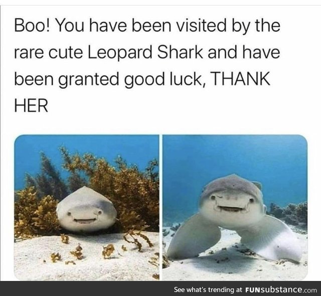 Rare cute leopard shark