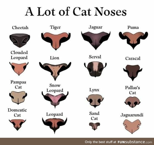 A lot of cat noses