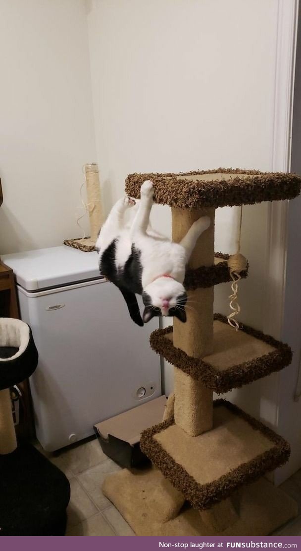 Gravity is a law, cats don't obey the law