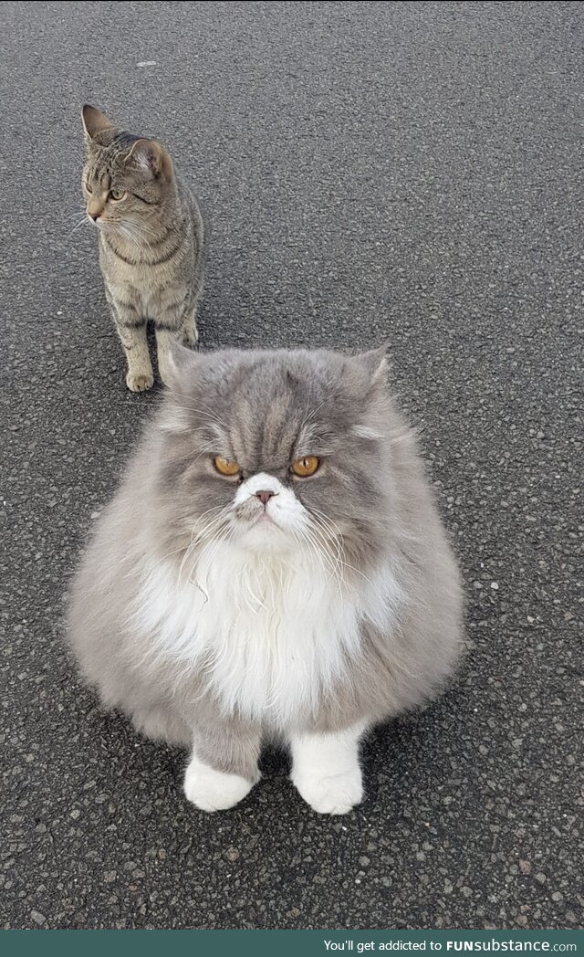 Cat watching you get a haircut during lockdown