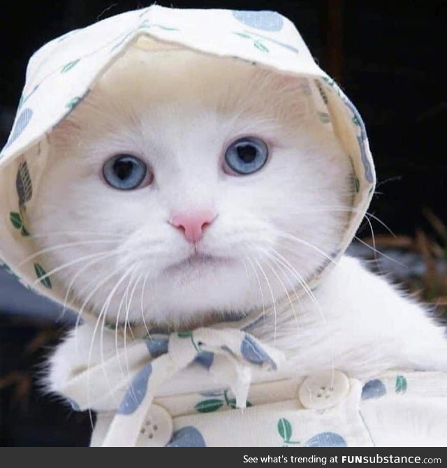 Cat in Babushka