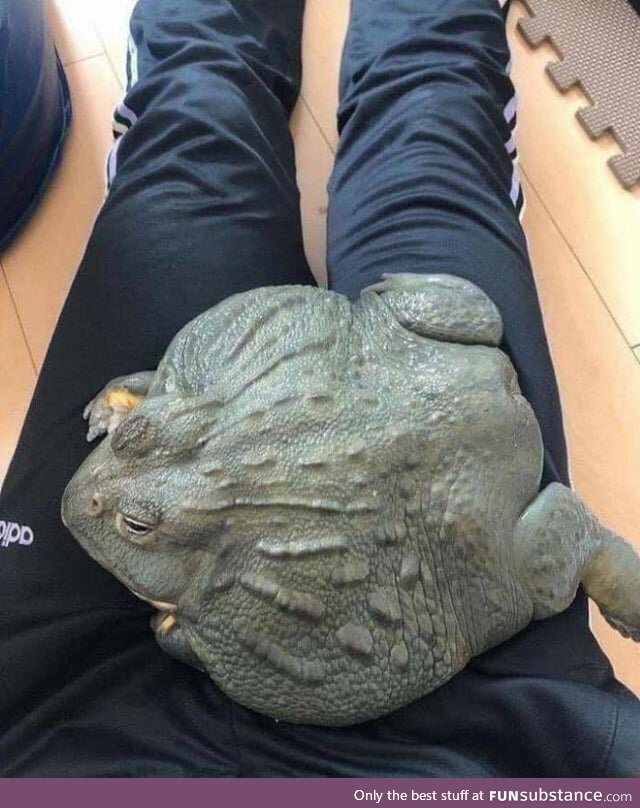 Froggo Fun R #10 - Chonk Is on Your Lap. Do You Cuddle?