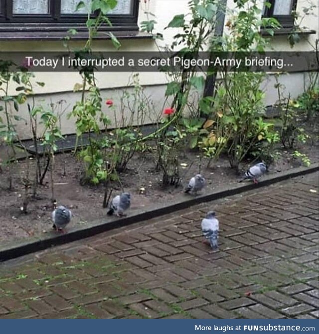 Secret PigeoNation meeting