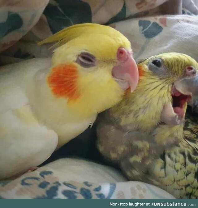 Happy cuddling birbs