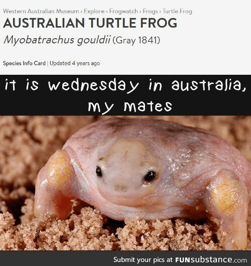 Froggo Fun R #25/Special - Happy Australia Day!