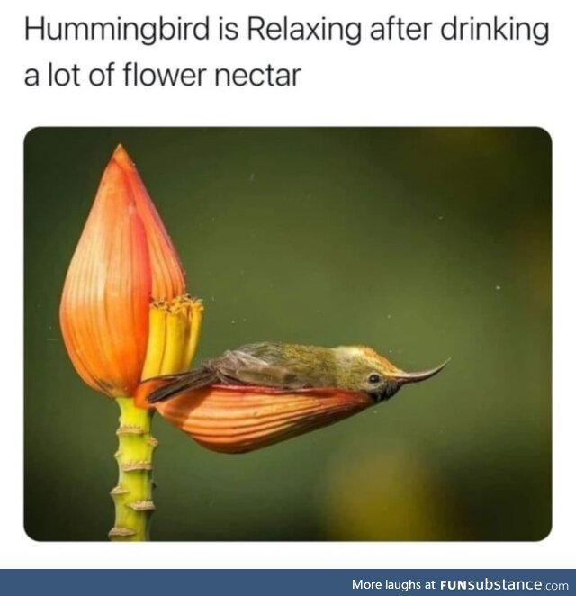 Humming Bird resting after drinking necter