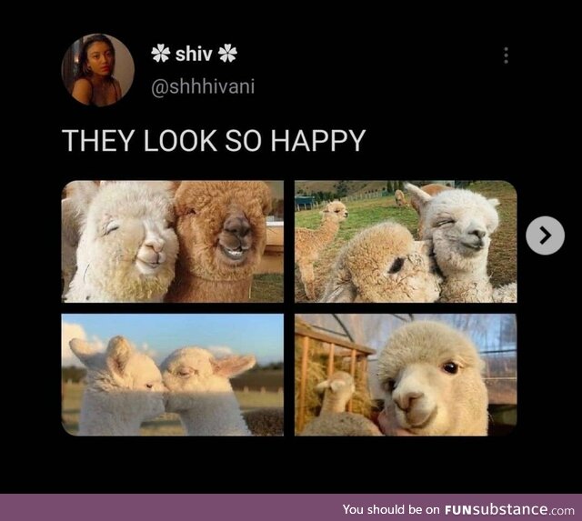 Happy Alpaca