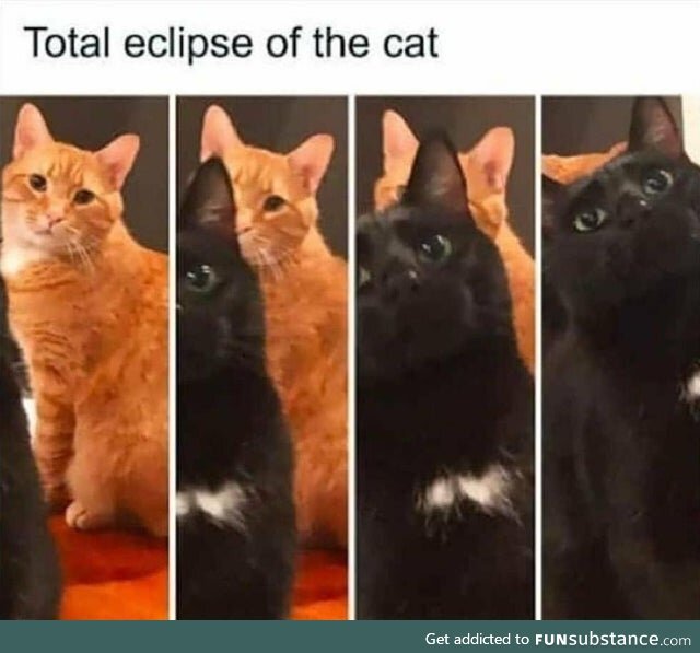 A Rare Catstronomical Phenomenon