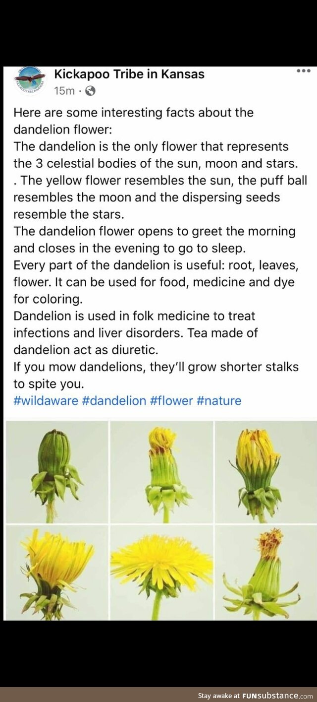 Dandelions