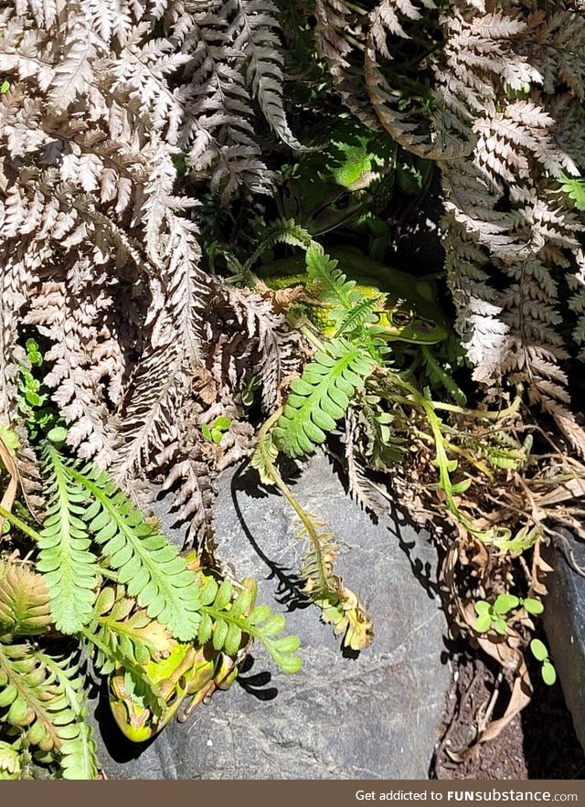 Froggo Fun R #108 - Just a Pic of Some Plants and Rocks