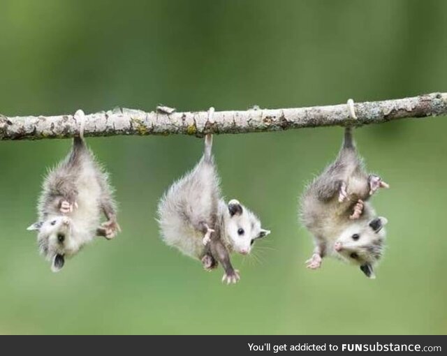 We need more possum posts