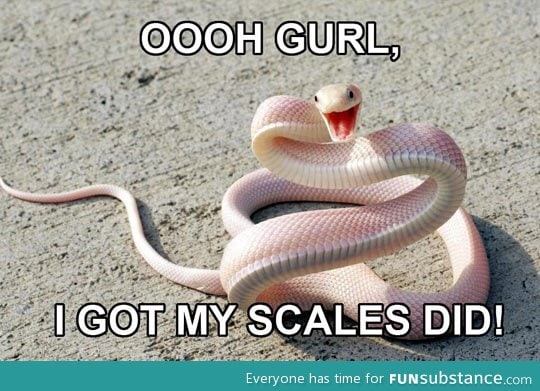 Sassy snake