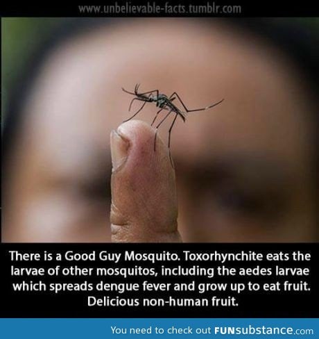 The only good guy mosquito