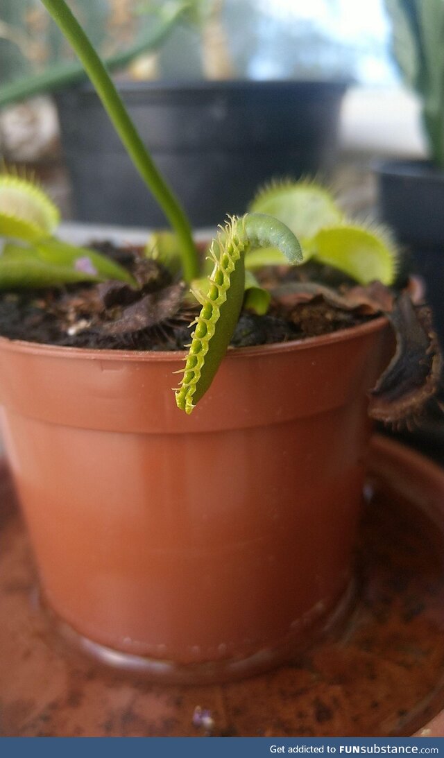 My Venus Flytrap eating a caterpillar alive. Damn nature, you're brutal.