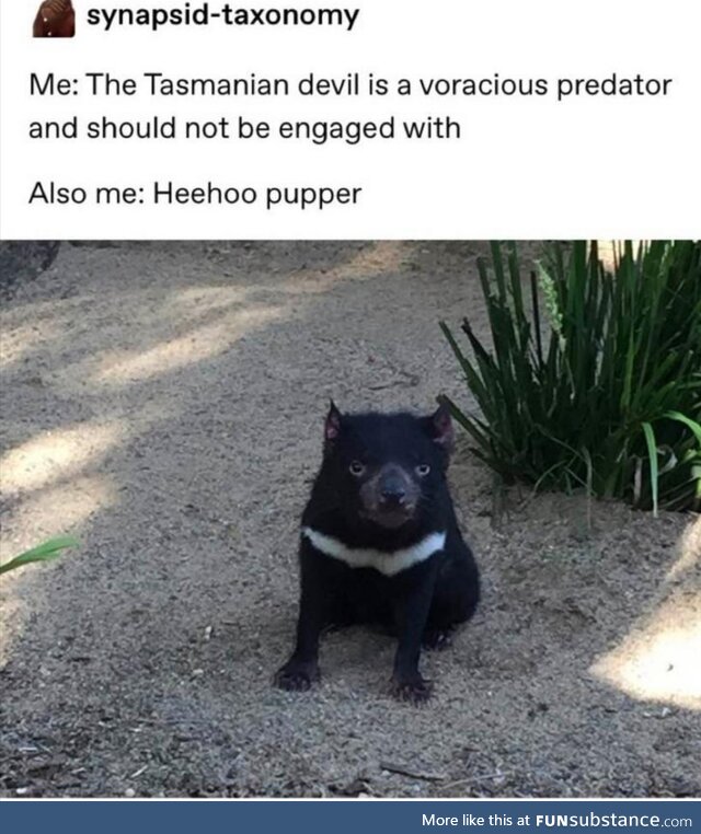 Dänger doggo