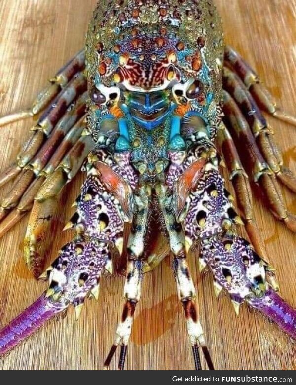 Psychedelic looking rainbow lobster