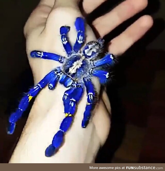 A peacock tarantula *gasp*