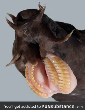 Hagfish!