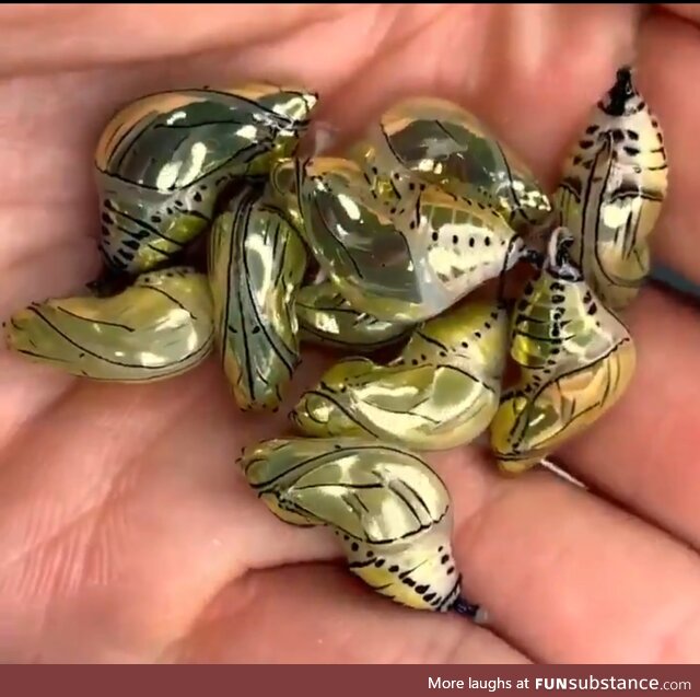 golden chrysalises of the Tithorea tarricina butterfly