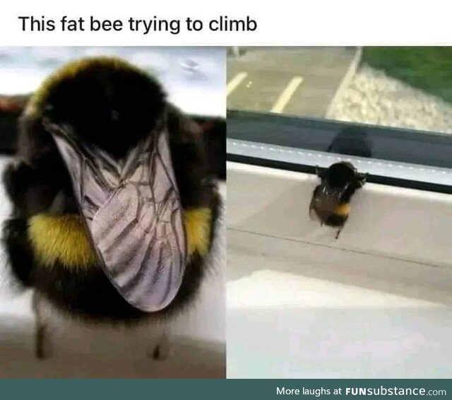 Bumblebutt