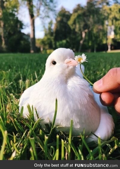 Cute pigeon (an effort to try and cheer up Snowbeast a lil bit)