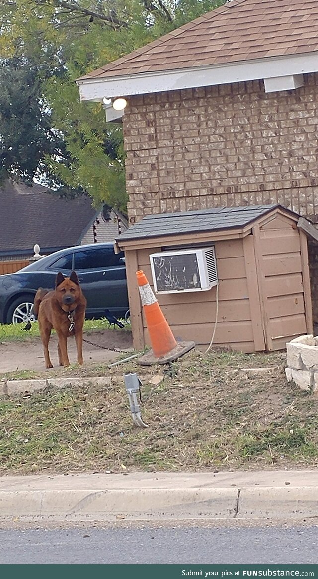 Heat Wave? No problem for this pooch